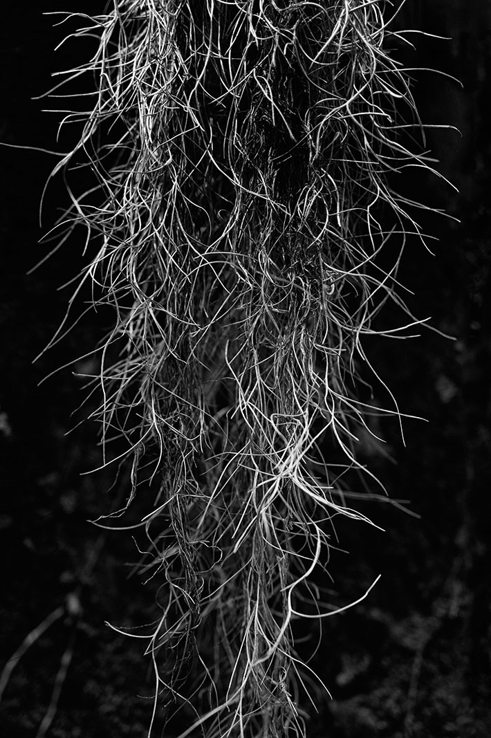 Barbe_à_papa_Tillandsia_usneoides_Louisianamoos.jpg